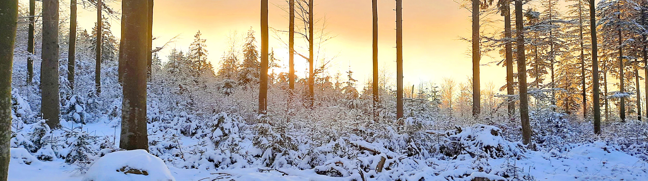 Winterlicher Sonnenuntergang - Winterurlaub im Bayerischen Wald