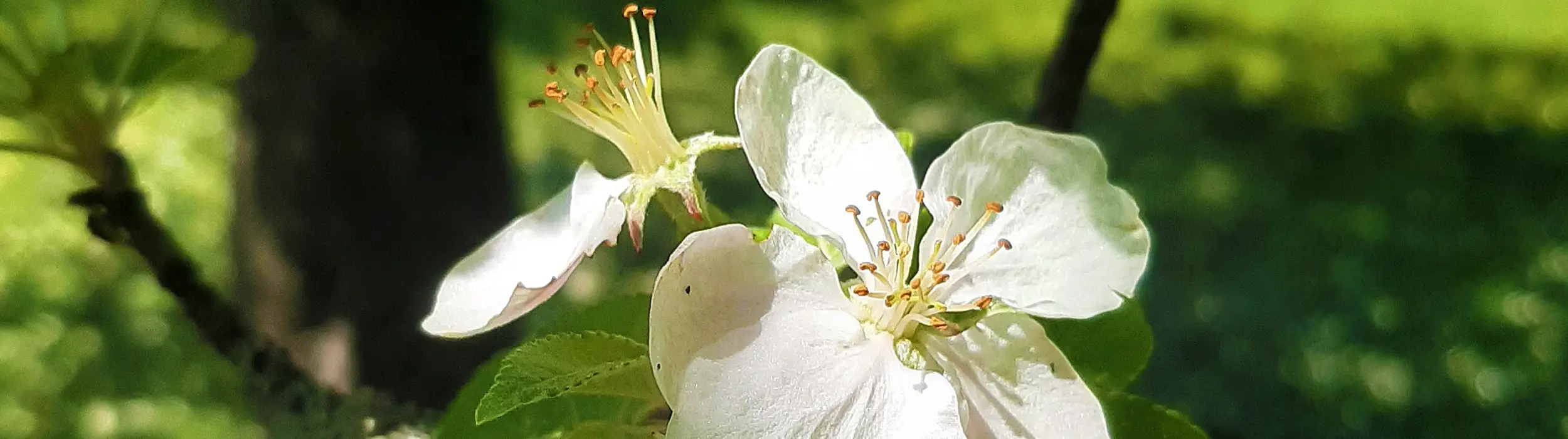 Ferienwohnung Fini Schneider - Kirschblüte im Obstgarten